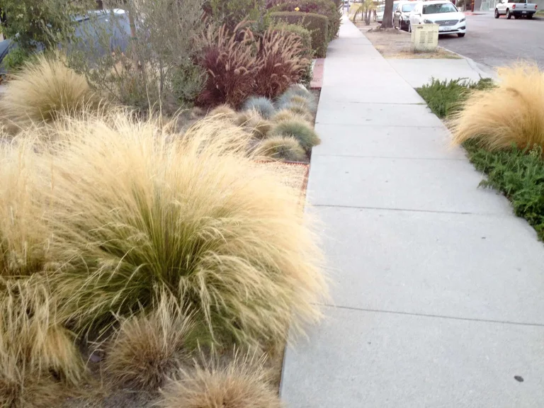 Drought-Tolerant Landscape Planning